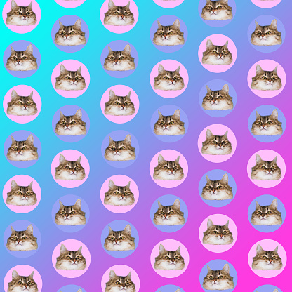 the heads of the cats in circles. pink and blue gradient background. neon pattern