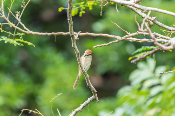 istock Bird (Brown shrike) on tree in a nature wild 924828612