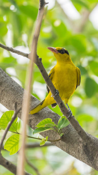 istock Bird (Black-Naped Oriole) in a nature wild 924828938