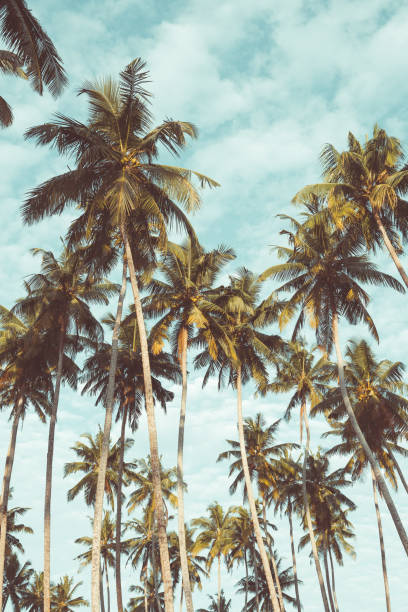 istock Coconut palm trees on tropical beach vintage toned 924829026