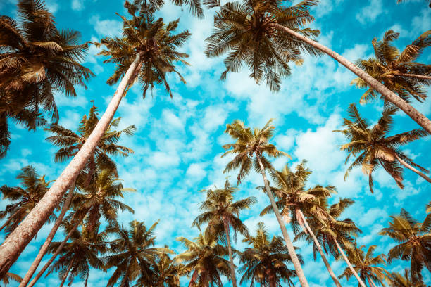 istock Coconut palm trees on tropical beach vintage toned 924830090