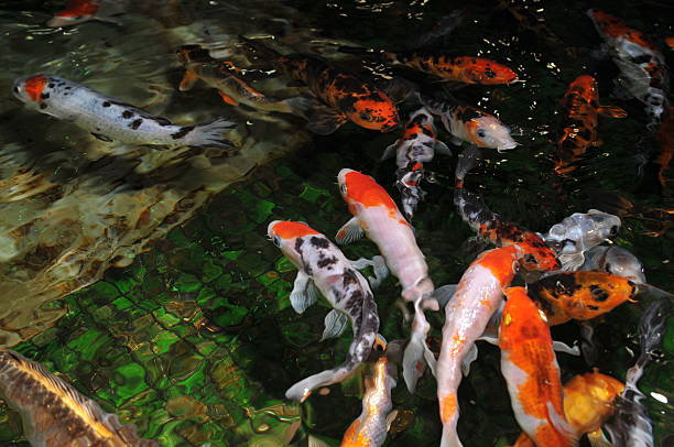 istock group of fishes 92483148
