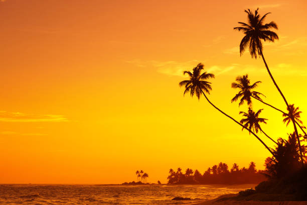 istock Palms silhouettes at summer warm sunset 924833238