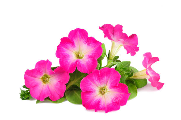 istock Pink surfinia flowers 924834294
