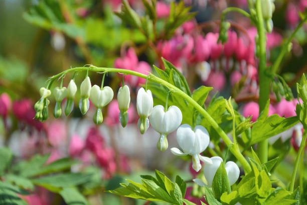 istock Bleeding hearts flowers 924834368