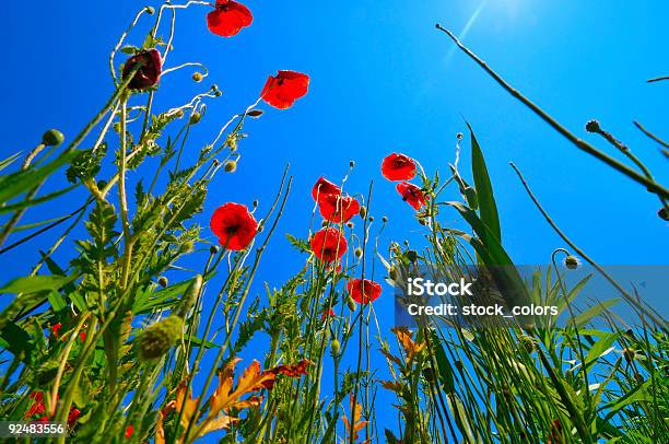 Foto de Poppies Fundo e mais fotos de stock de Agricultura - Agricultura, Ajardinado, Beleza