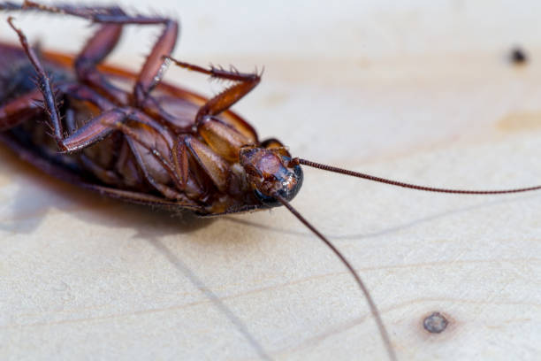 istock Dead cockroaches on wood. 924836454
