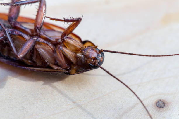 istock Dead cockroaches on wood. 924836468