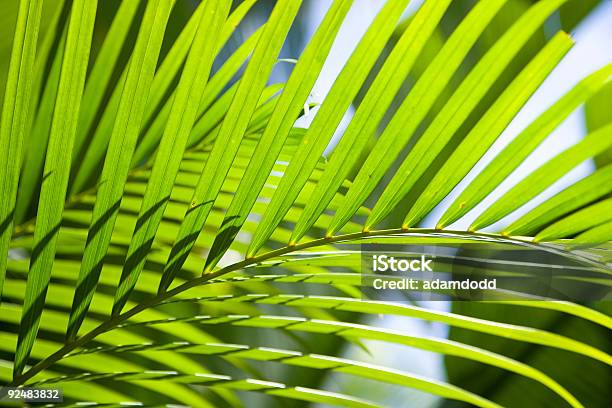 Fern Padrão Retroiluminado - Fotografias de stock e mais imagens de Austrália - Austrália, Byron Bay, Cor verde