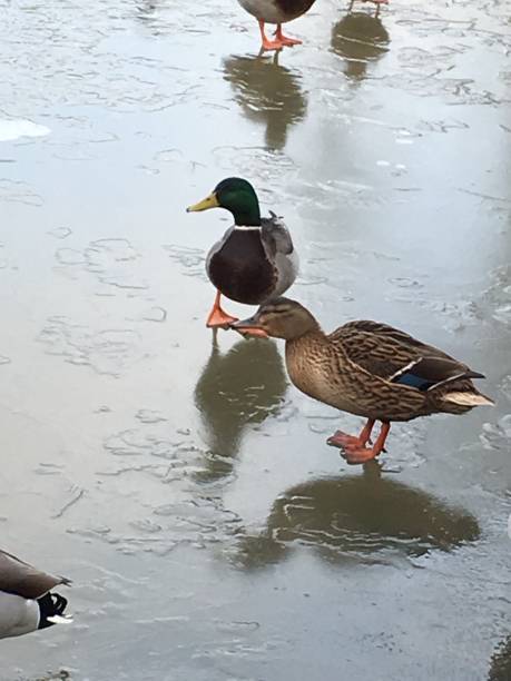istock Ducks walking on frozen lake 924840734