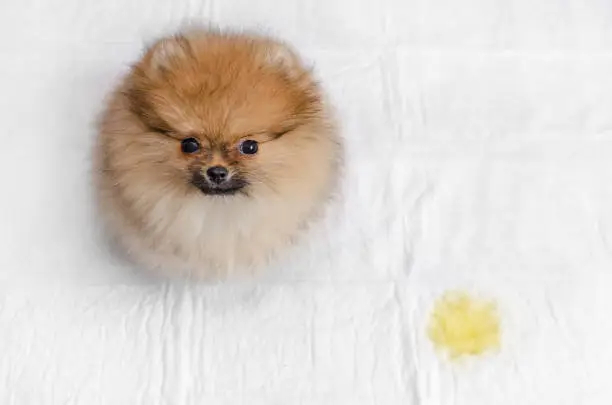 Photo of fluffy pomeranian puppy and urine puddle, view from above