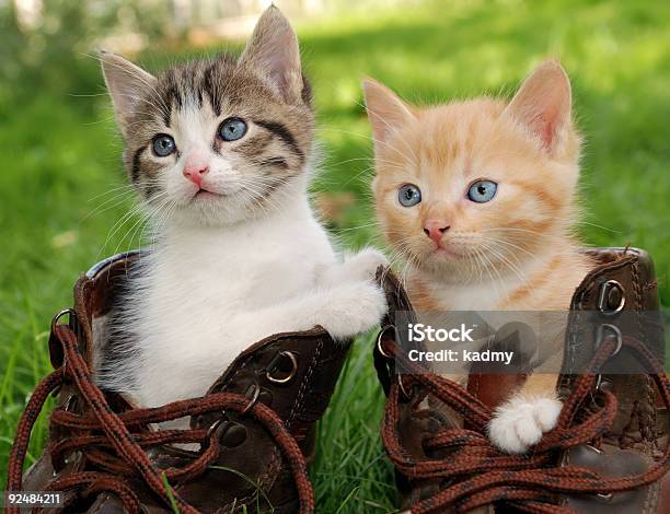 Kätzchen In Fußballschuh Stockfoto und mehr Bilder von Flauschig - Flauschig, Katzenjunges, Zwei Tiere