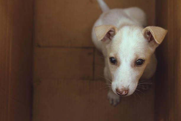 istock Cute Puppy in a box 924844772
