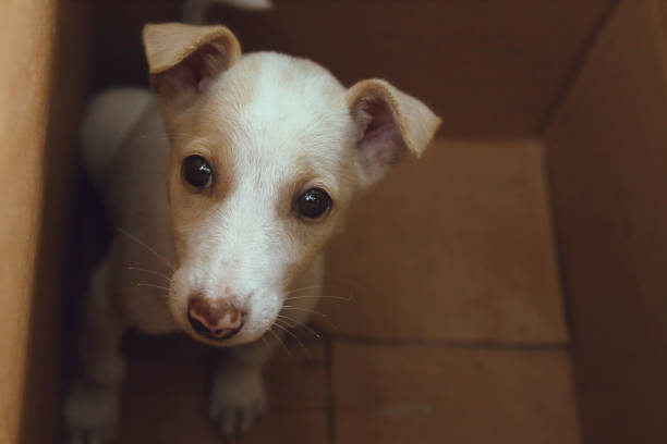 istock Cute Puppy in a box 924844774