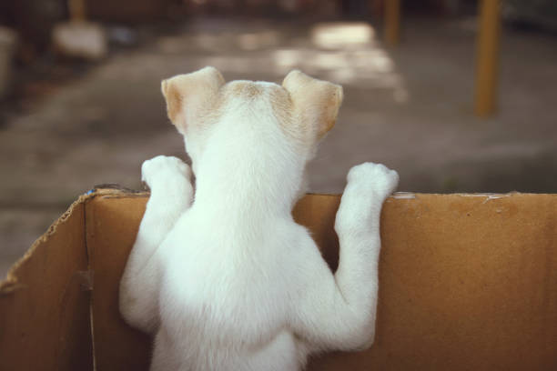 Cute Puppy in a Box - Back View