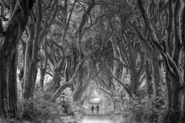 vista posterior en la pareja cogidos de la mano caminando a través de la nieblas oscuras setos en irlanda del norte - senior couple fotos fotografías e imágenes de stock