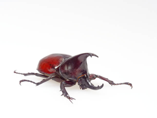 istock Fighting or rhinoceros beetle isolated on white background 924852822