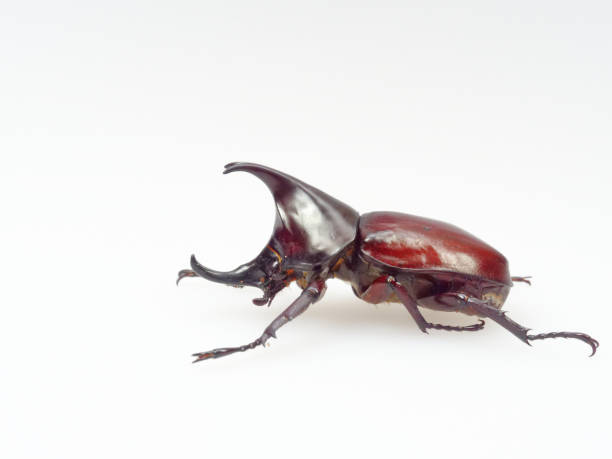 istock Fighting or rhinoceros beetle isolated on white background 924852934