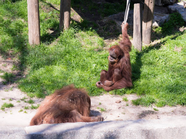 istock Two  Sumatran orangutans (Pongo Abelii) play on the ground in the sunny day 924853120
