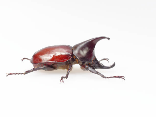 istock Fighting or rhinoceros beetle isolated on white background 924853150
