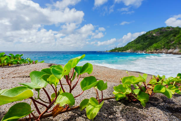 White sand beach in Seychelles