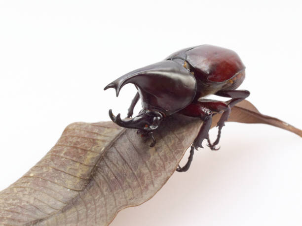 istock Fighting or rhinoceros beetle isolated on white background 924854614