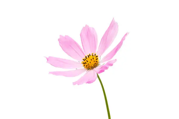 pink cosmea isolated on white background