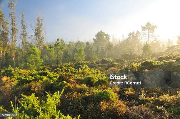 Névoa Da Manhã Na Floresta - Fotografias de stock e mais imagens de Ao Ar Livre - Ao Ar Livre, Arbusto, Azul