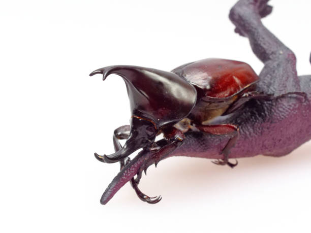 istock Fighting or rhinoceros beetle isolated on white background 924858320