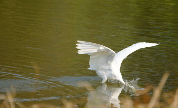 pesca de garça branca - egret great egret animals and pets white bird - fotografias e filmes do acervo