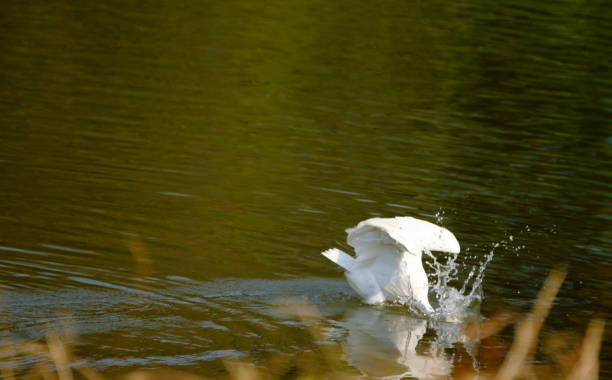 pesca de garça branca - egret great egret animals and pets white bird - fotografias e filmes do acervo