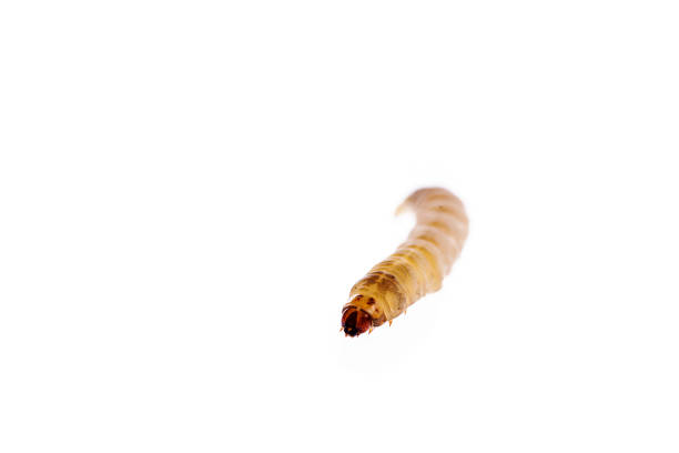 Wax worm isolated white background stock photo