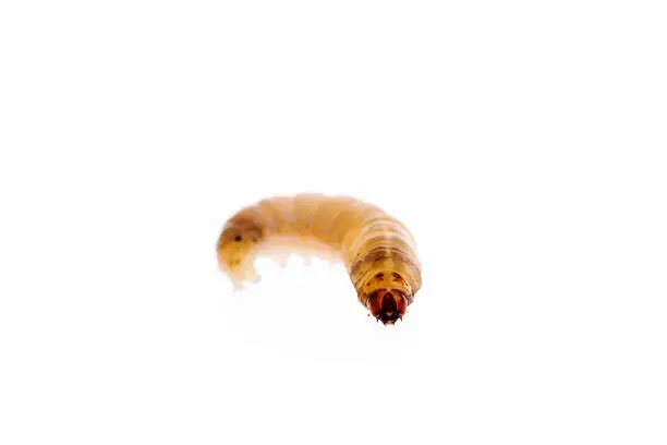 Photo of Wax worm isolated white background