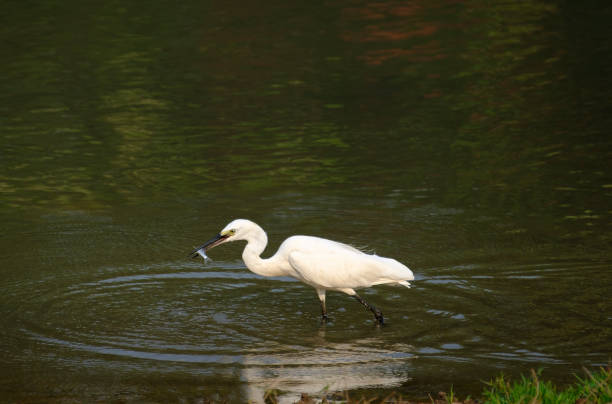 pesca de garça branca - egret great egret animals and pets white bird - fotografias e filmes do acervo
