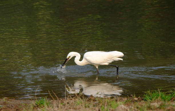 pesca de garça branca - egret great egret animals and pets white bird - fotografias e filmes do acervo