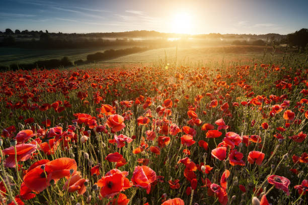At The Going Down Of The Sun Sunrise as viewed from a poppy field near to Bewdley. world war i photos stock pictures, royalty-free photos & images