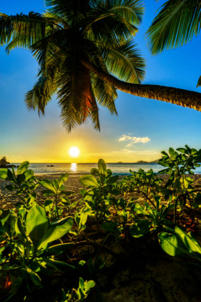 istock Amazing romantic sunset with a palm in paradise, seychelles beach 2 924862886