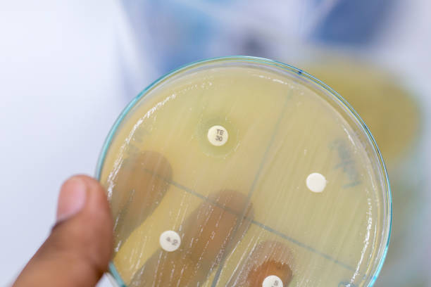 istock Drug testing of microbiology in Lab. 924864960