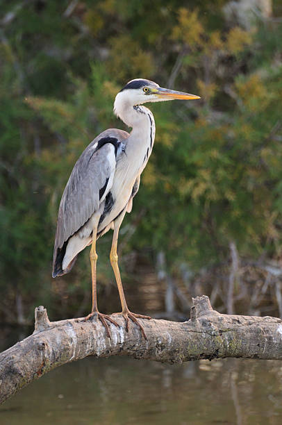 airone grigio adulti in attesa di pesce da una filiale - gray heron foto e immagini stock