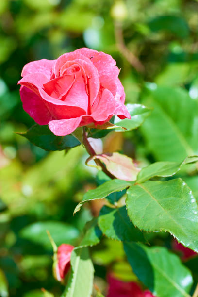 istock Roses in the garden 924870770