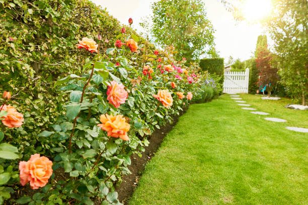 Roses in the garden
