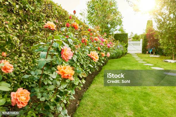 Roses In The Garden Stock Photo - Download Image Now - Yard - Grounds, Rose - Flower, Ornamental Garden