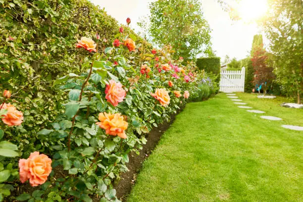 Photo of Roses in the garden