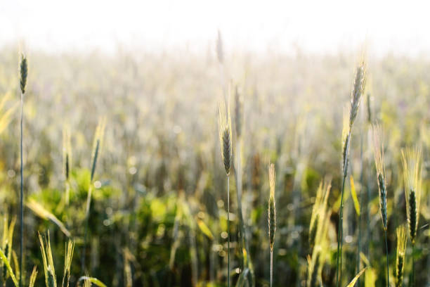 istock photo nature. landscape 924871828