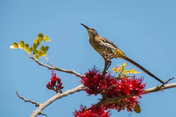 Cape Sugar bird perched in a tree