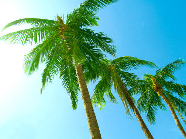 istock Palm trees against a clear blue sky. 924872488