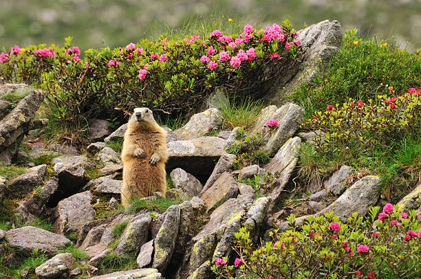 Marmot between flowers  woodchuck photos stock pictures, royalty-free photos & images