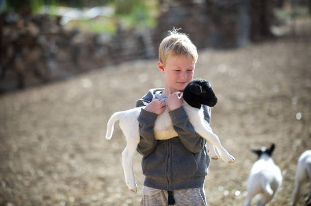 блондинка мальчик холдинг и обнимать ягненка - sheep child farm livestock стоковые фото и изображения
