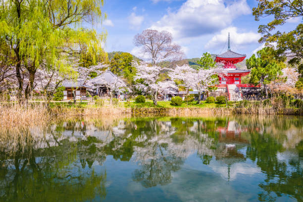 templo de kyoto, japão na primavera - jinja - fotografias e filmes do acervo