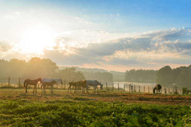 istock Photo nature. Landscape. Horses 924879252